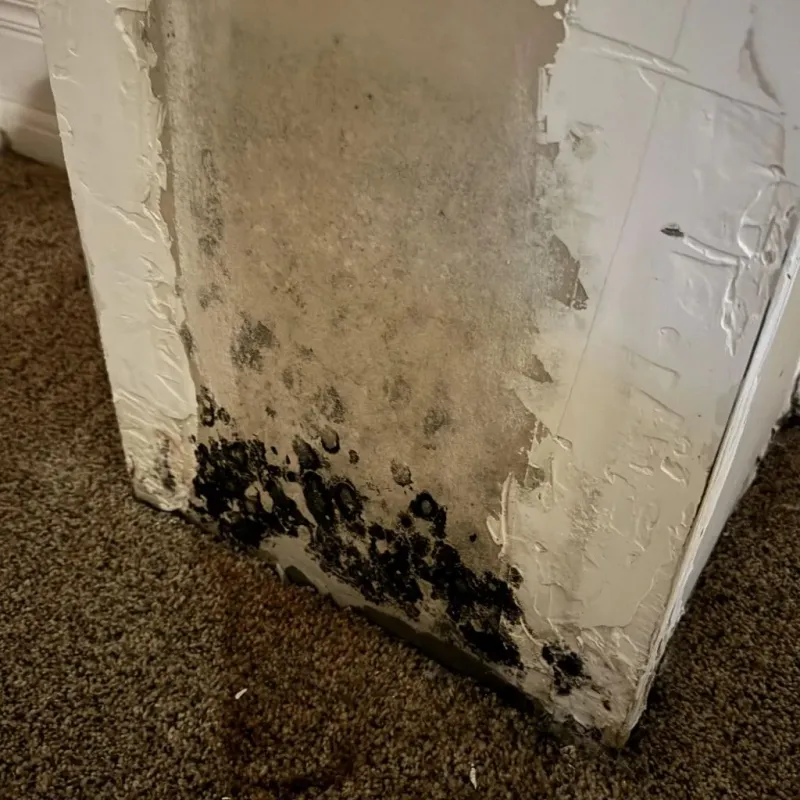 Professional Mold Removal in Van Buren, AR
